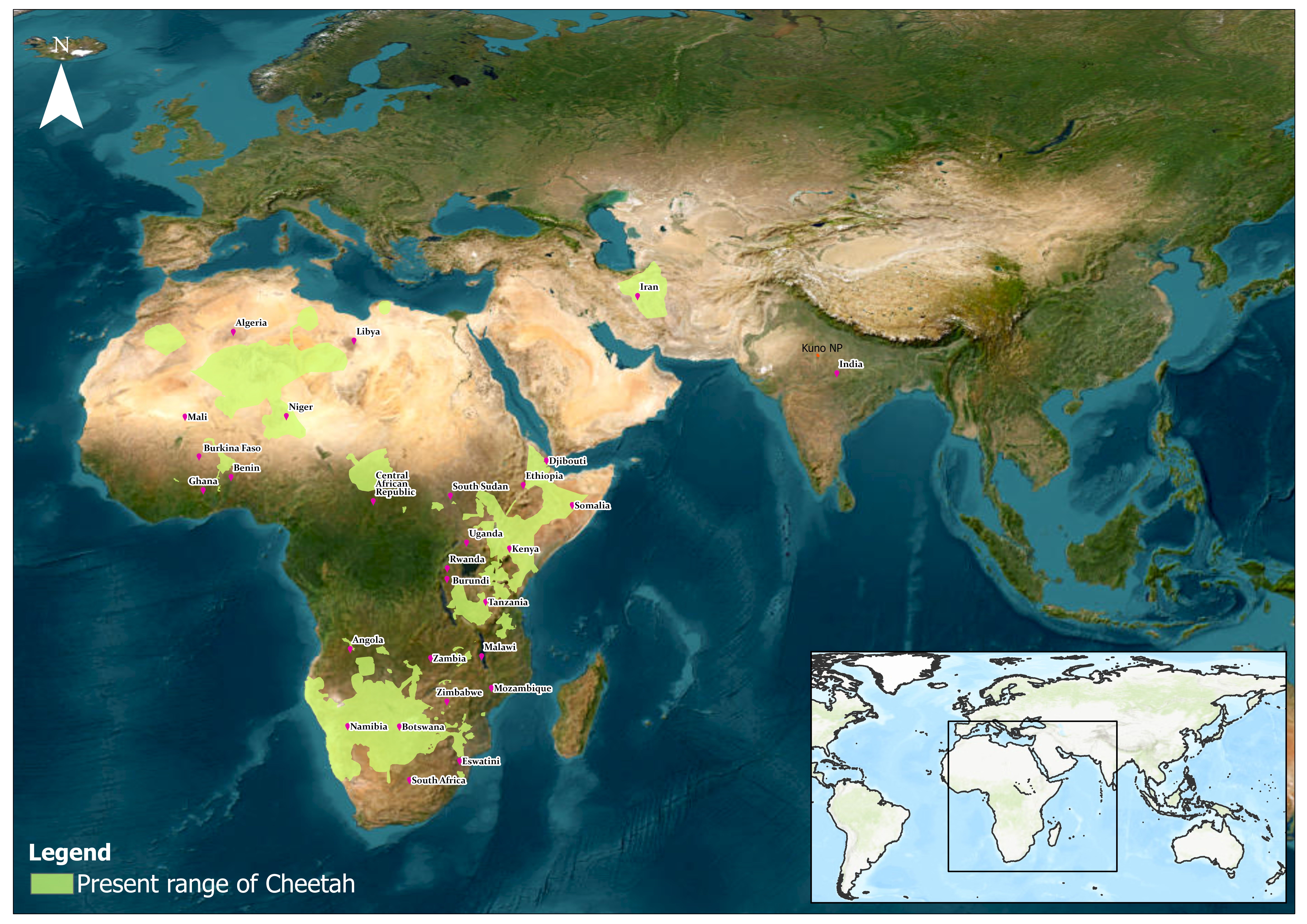 Present Distribution of Pumas